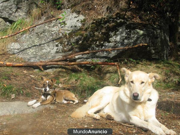 Adoptar cachorro de pastor aleman