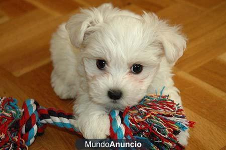 Cachorros bichon, westy, yorkshire mini, bulldog frances...TIENDA