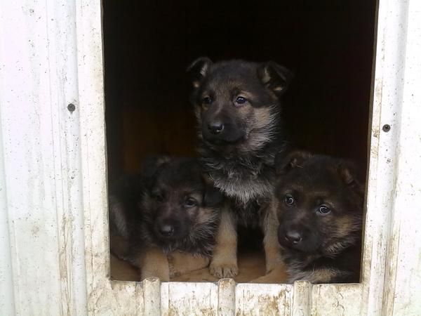 cachorros de pastor aleman preciosos