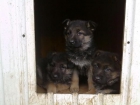 cachorros de pastor aleman preciosos - mejor precio | unprecio.es