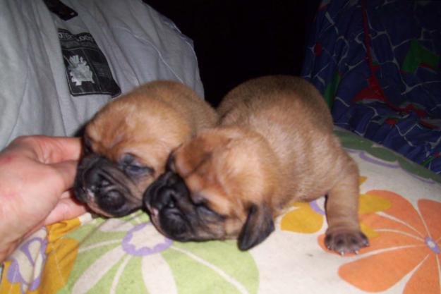 cachorrritos de boxer