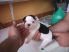 Camada de Bulldog Frances con pedigri ( LOE) RSCE 450E - mejor precio | unprecio.es