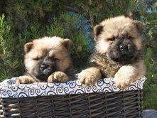 CHOW CHOW DE DOS MESES, 290 EUROS
