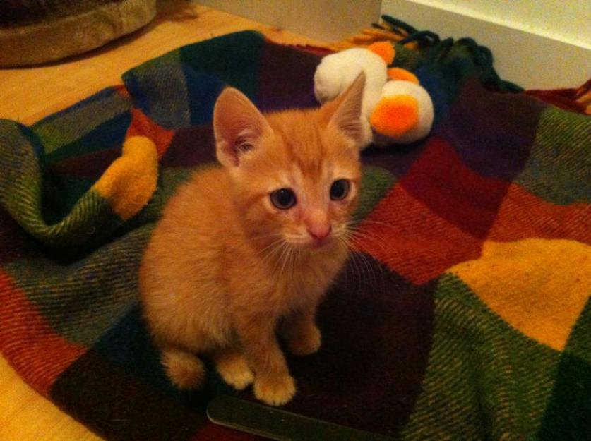 Gourmet,  gatito rubito nacido en Marzo en adopción