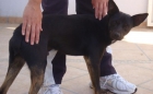 PATITAS -MACHITO TAMAÑO MEDIANITO - mejor precio | unprecio.es