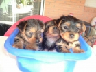 vendo yorkshire terrier con pedigree - mejor precio | unprecio.es