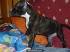 Venta hembra American Staffordshire negra y blanca - mejor precio | unprecio.es