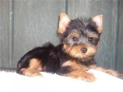 YORKSHIRE TERRIER TOY 400 EUROS