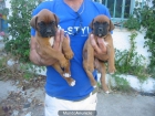Boxer dorados,cachorros,dignos de ver,pedigree. - mejor precio | unprecio.es