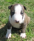 Bull Terrier con Pedigrì busca novia - mejor precio | unprecio.es