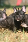 Bulldog frances color negro, cachorros disponibles - mejor precio | unprecio.es