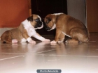 Cachorros boxer de calidad para usted en esta temporada. - mejor precio | unprecio.es