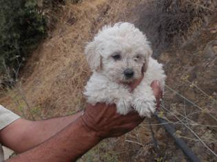 cachorros caniche enano con pedigree