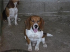 CACHORROS DE BEAGLE - mejor precio | unprecio.es