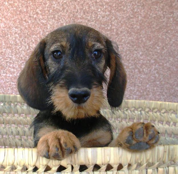 Cachorros teckel mini pelo duro