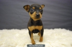 mINI PINSCHER CACHORRITOS DE CALIDAD - mejor precio | unprecio.es