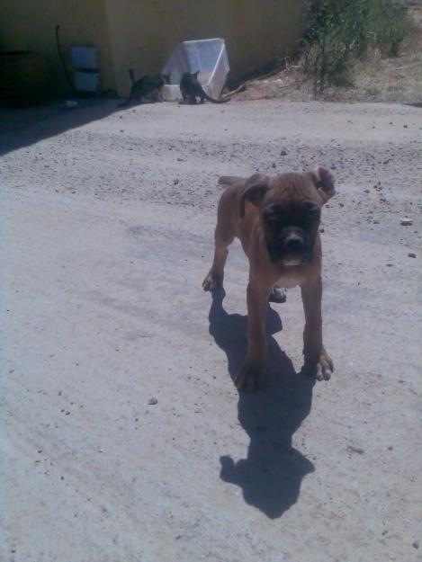 OFERTA BOXER