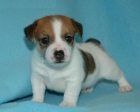 REGALO CAMADA BICHON MALTES-JACK RUSSELL - mejor precio | unprecio.es