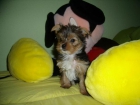 se vende yorkshire terrier mini - mejor precio | unprecio.es
