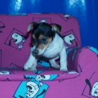Vendo camada de Jack rassell, serieda! - mejor precio | unprecio.es