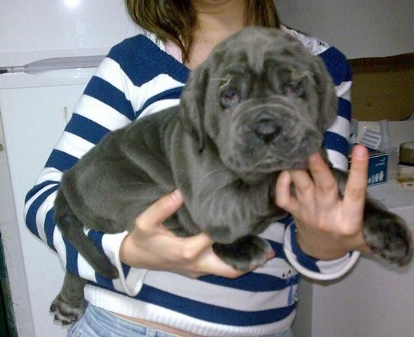 Cachorros de mastín napolitano