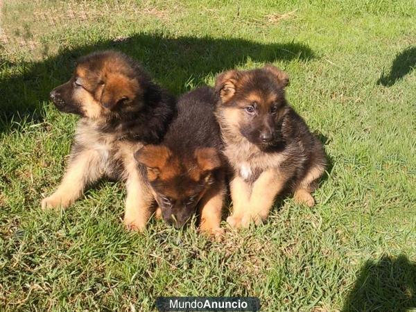 Cachorros de Pastor aleman