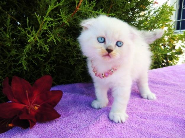 Gatitos British , Scottish fold