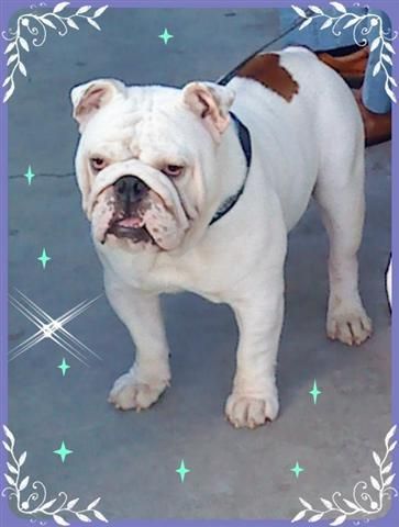 OFREZCO BULL DOG INGLES PRA MONTA EXCELENT