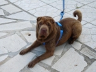 Regalo Sharpei de Tanin Macho Chocolarte de 3 años - mejor precio | unprecio.es
