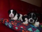 Se venden BULLDOG FRANCES - mejor precio | unprecio.es