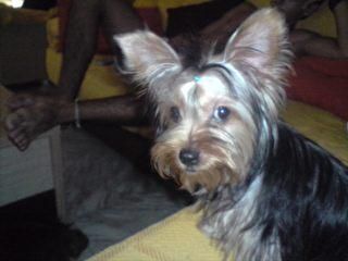 se venden yorshire terrier