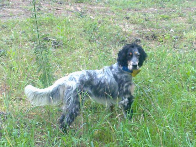 Setter Ingles Hembra Tricolor.