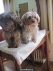 vendo dos perritos yorsais terrier con pedigri pura raza oiginales - mejor precio | unprecio.es