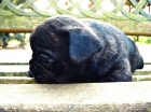 Bulldog francés, cachorritos - mejor precio | unprecio.es