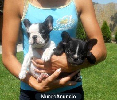 Bulldog Francés hembras. Puede financiar.