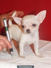 CACHORRITA DE CHIHUAHUA MINI TOY - mejor precio | unprecio.es