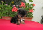 cachorritos de yorkshire terrier miniaturas economicos - mejor precio | unprecio.es