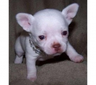 Dos Cachorros de Chihuahua Para Adopción. - mejor precio | unprecio.es