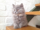 gatito British azul bicolor Longhair - mejor precio | unprecio.es
