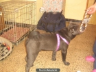 Regalo Shar Pei color azul - mejor precio | unprecio.es