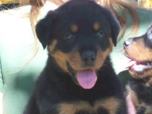 Rottweiler , cachorros disponibles