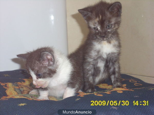 Se regalan gatitos de 6 semanas, muy cariñosos y juguetones, a personas responsables (BCN)