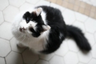 Busco dueñ@ para este gran gatet - mejor precio | unprecio.es
