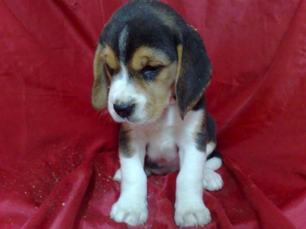 Beagle Cachorros , machos y hembras , cachorros de buen caracte muy bonitos y dociles