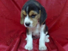Beagle Cachorros , machos y hembras , cachorros de buen caracte muy bonitos y dociles - mejor precio | unprecio.es