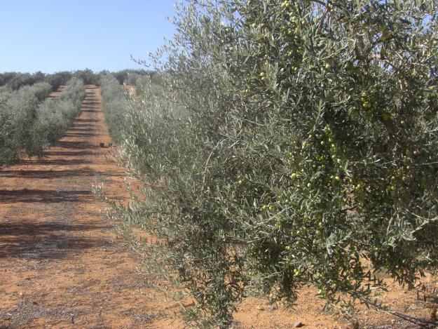 Bonita finca de 40.000 m2 aprox. en plena producción de olivos.