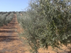 Bonita finca de 40.000 m2 aprox. en plena producción de olivos. - mejor precio | unprecio.es