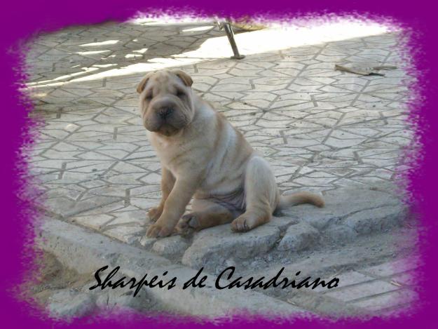 CACHORRITA SHAR PEI BUSCA FAMILIA CON QUIEN COMPARTIR JUEGOS Y MIMOS