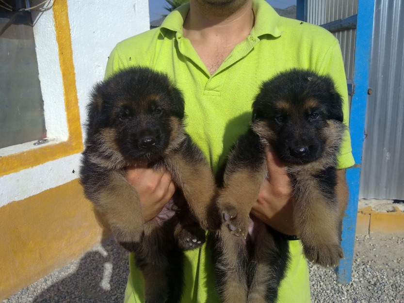 Cachorros tudelcan en venta