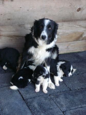 Excelentes cahorros collie